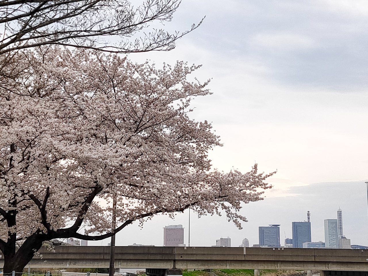 桜越しに見えるさいたま新都心の風景