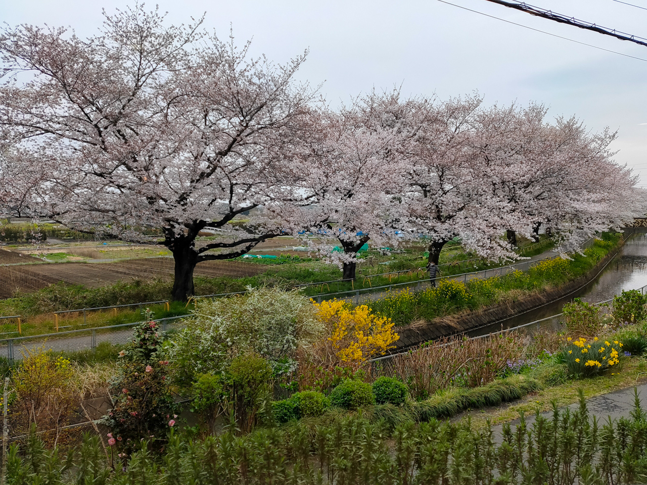 今の時期は満開の桜がとてもきれいに眺められます