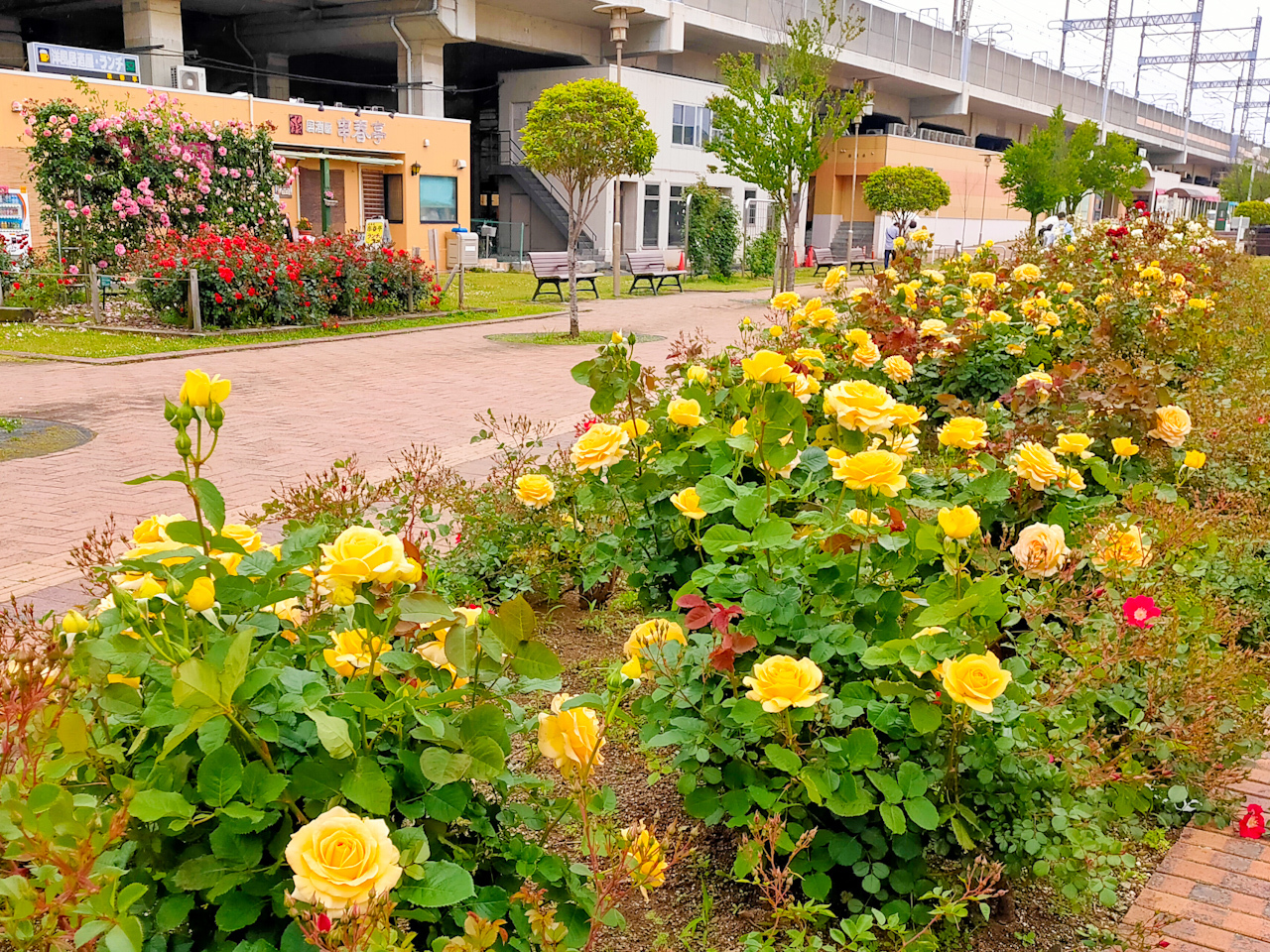 与野本町駅前公園には様々な色のバラが咲いています