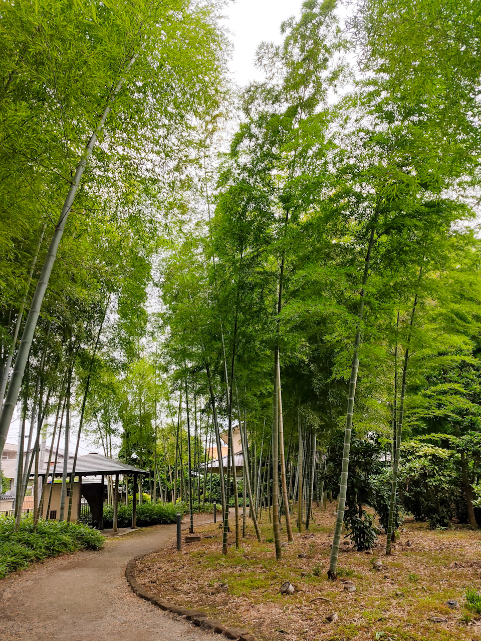 「氷川の杜文化館」の敷地内に広がる竹林