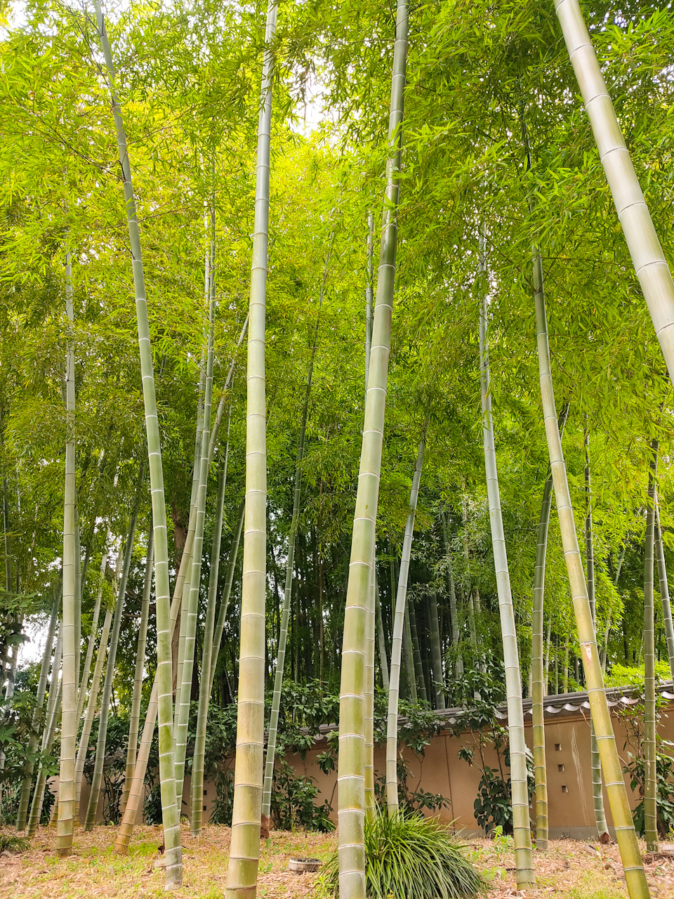 自然と心が安らいでくる竹林の姿