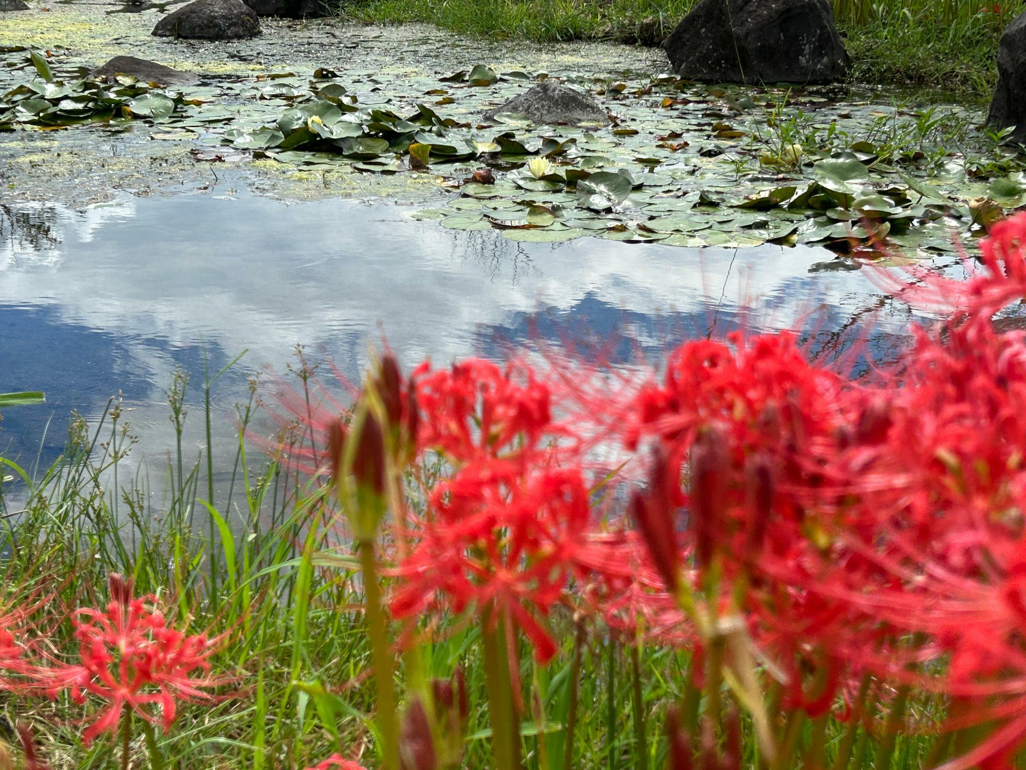 池の蓮と周りに咲く彼岸花