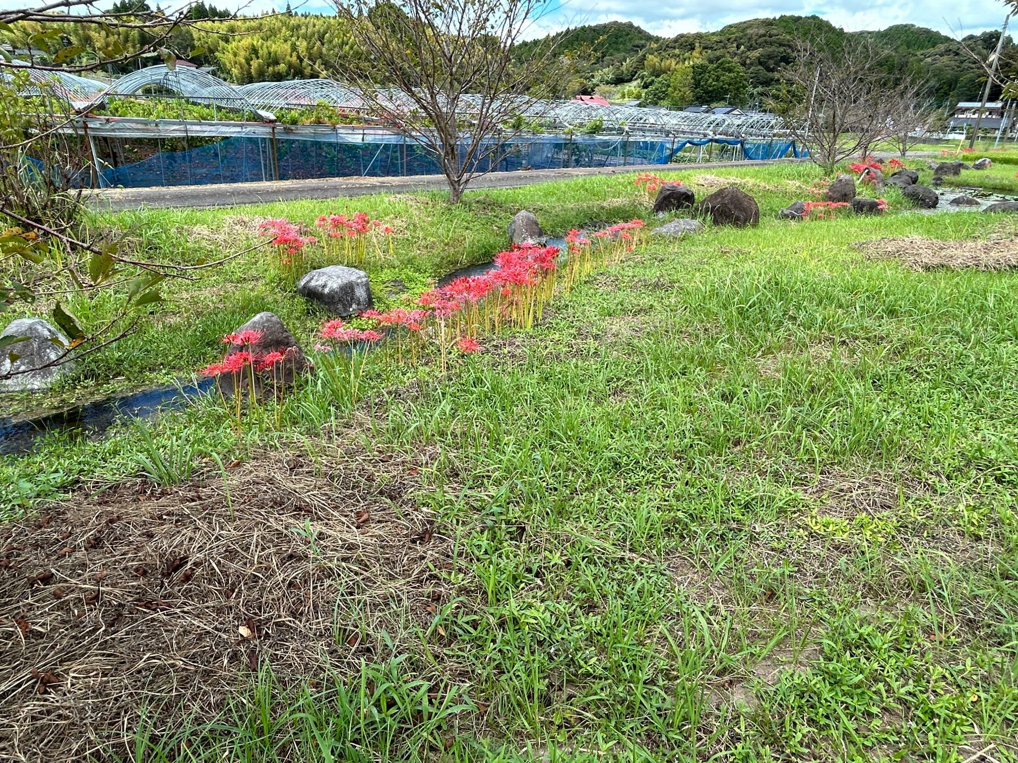 小川に沿って咲く彼岸花