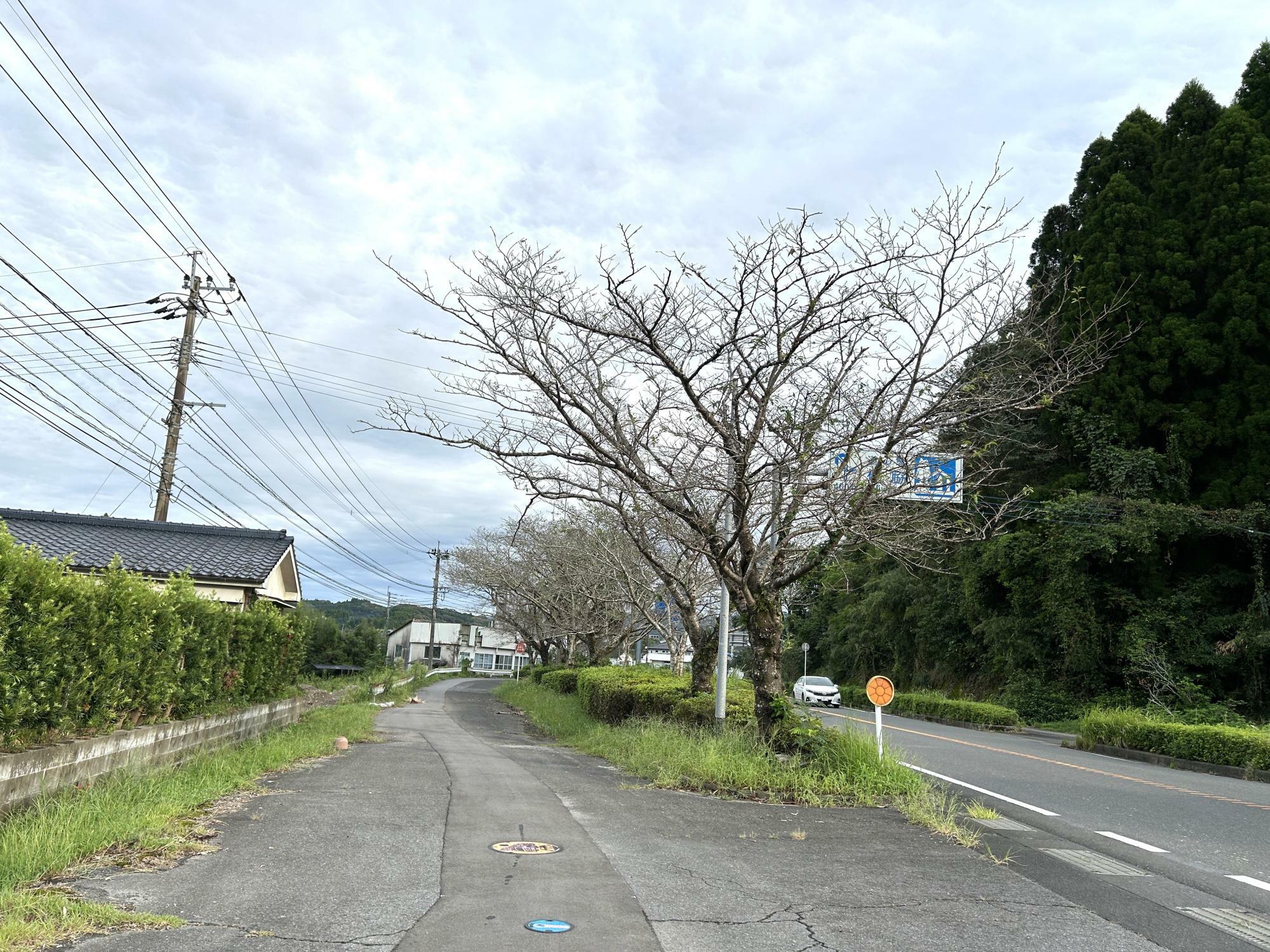 県道42号線沿いの桜の木