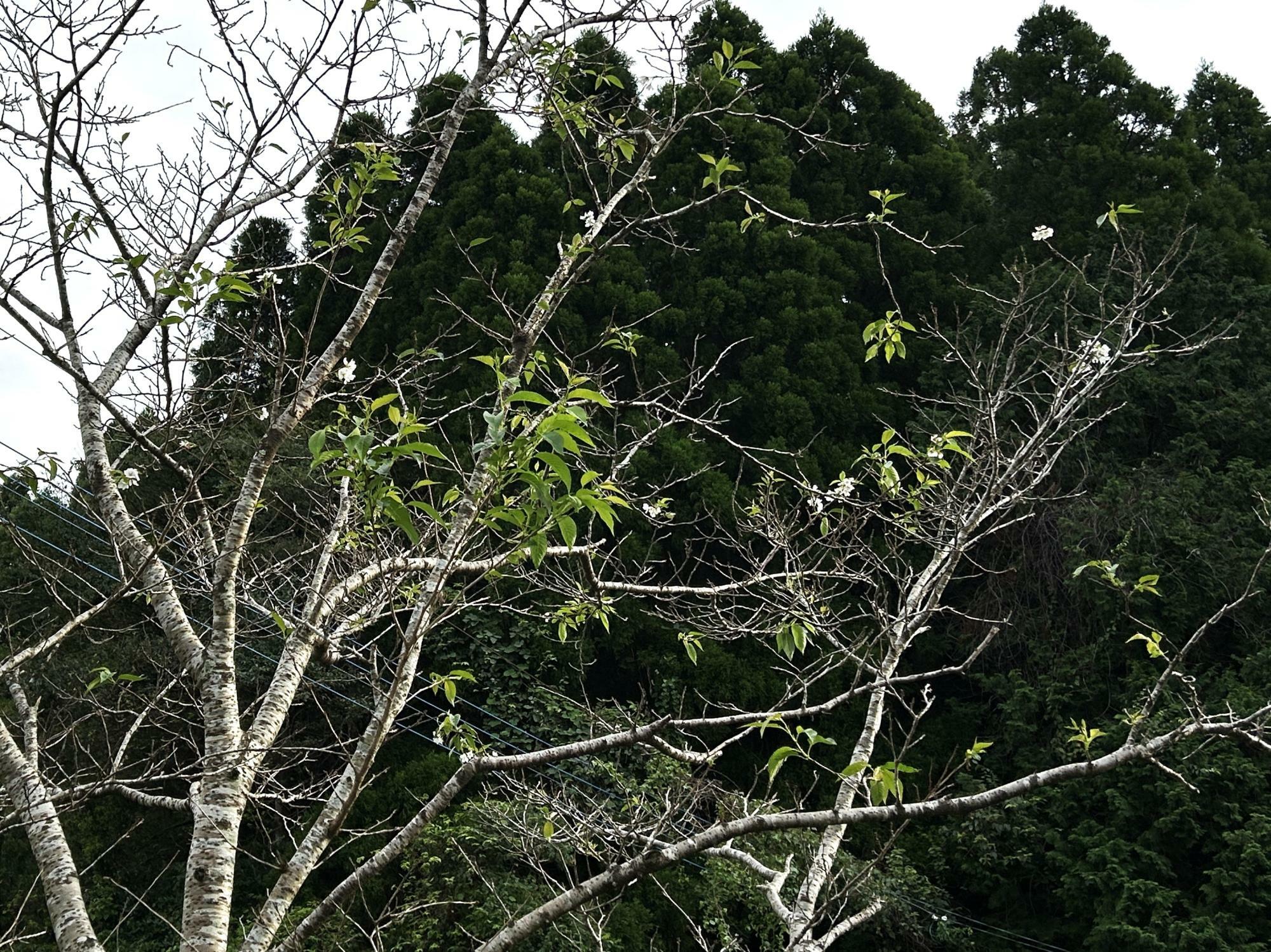 花の咲いた桜の木