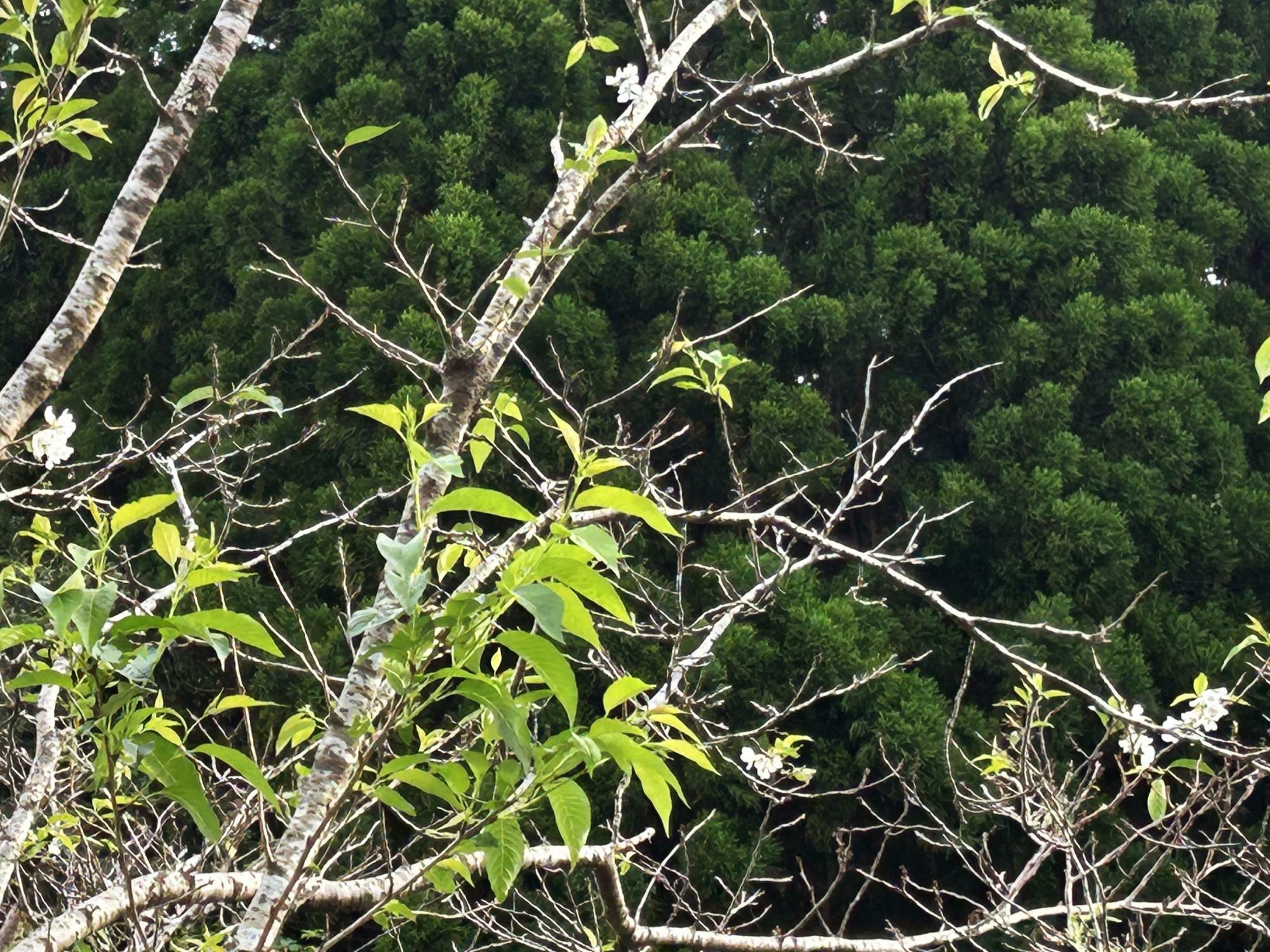 数輪咲いている桜の花