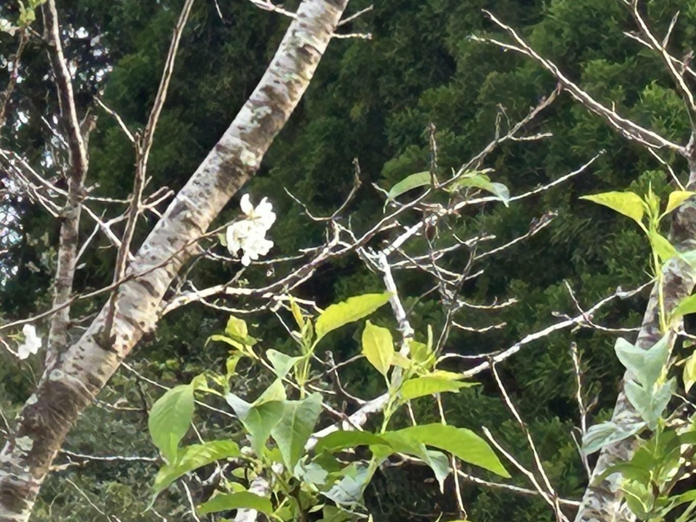 アップにした桜の花