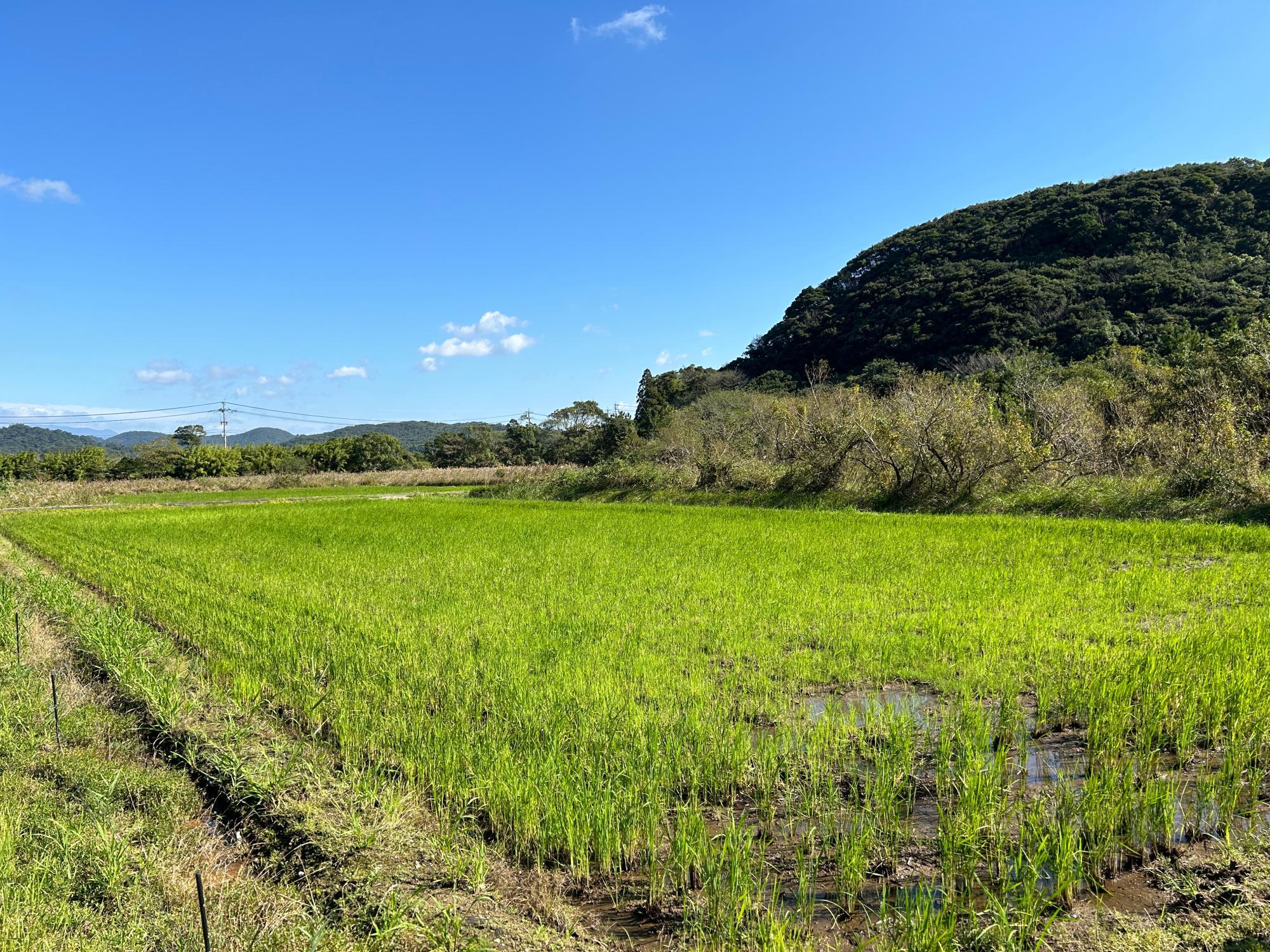 稲刈りが終わり土壌作り中の田んぼ