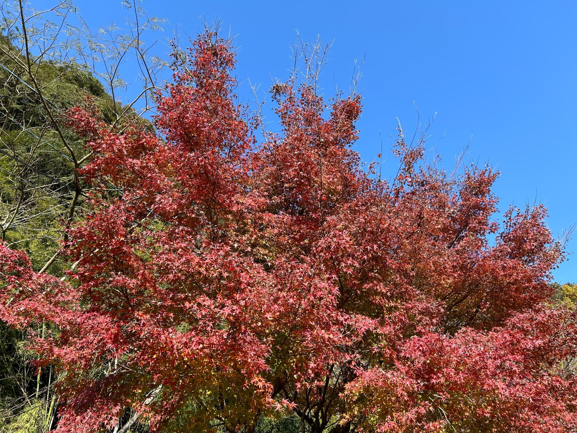 「朝陽ふるさと公園」紅葉