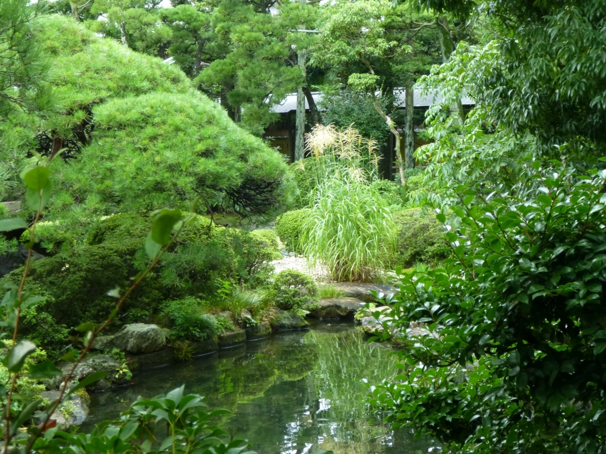 池に影を映すススキ。風に揺れる様子に秋の気配が…