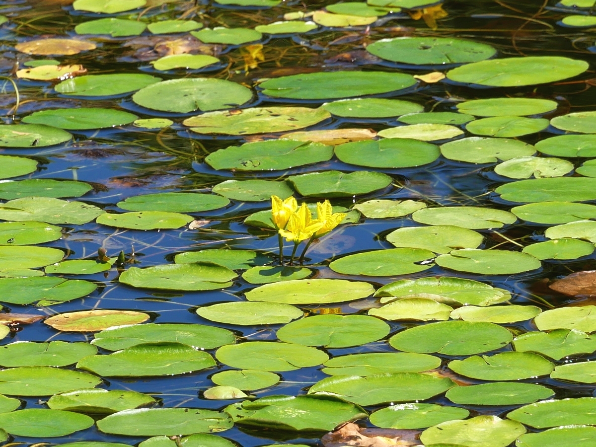 ふちに繊細な切れ込みを持つアサザの花弁