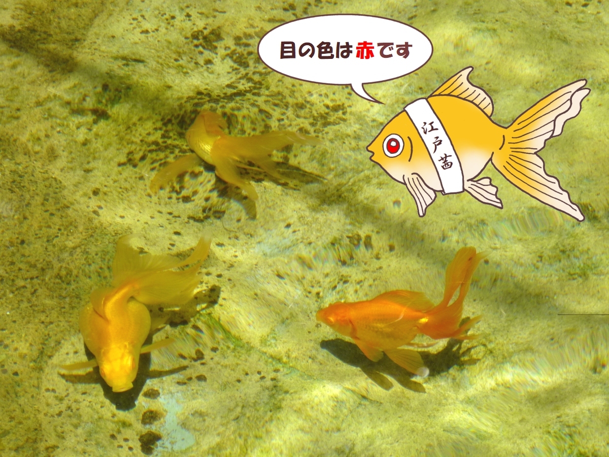 葛飾出身！「江戸前金魚」と呼ばれるエドアカネ