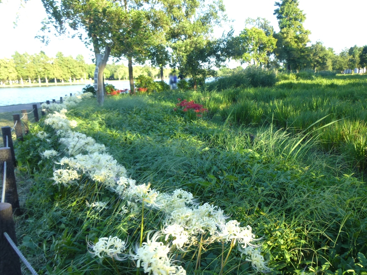 帯のように伸びて咲く白い花々