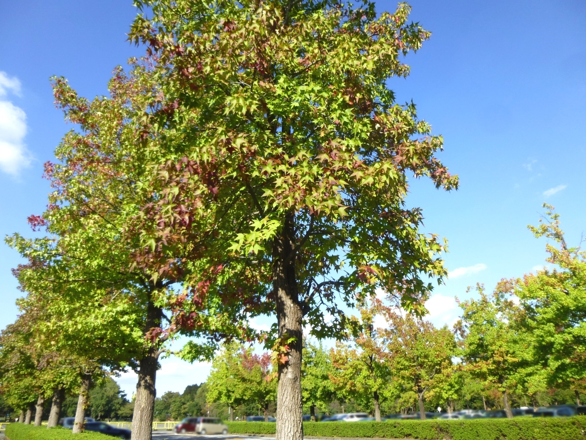紅葉がはじまった水元公園のモミジバフウ並木