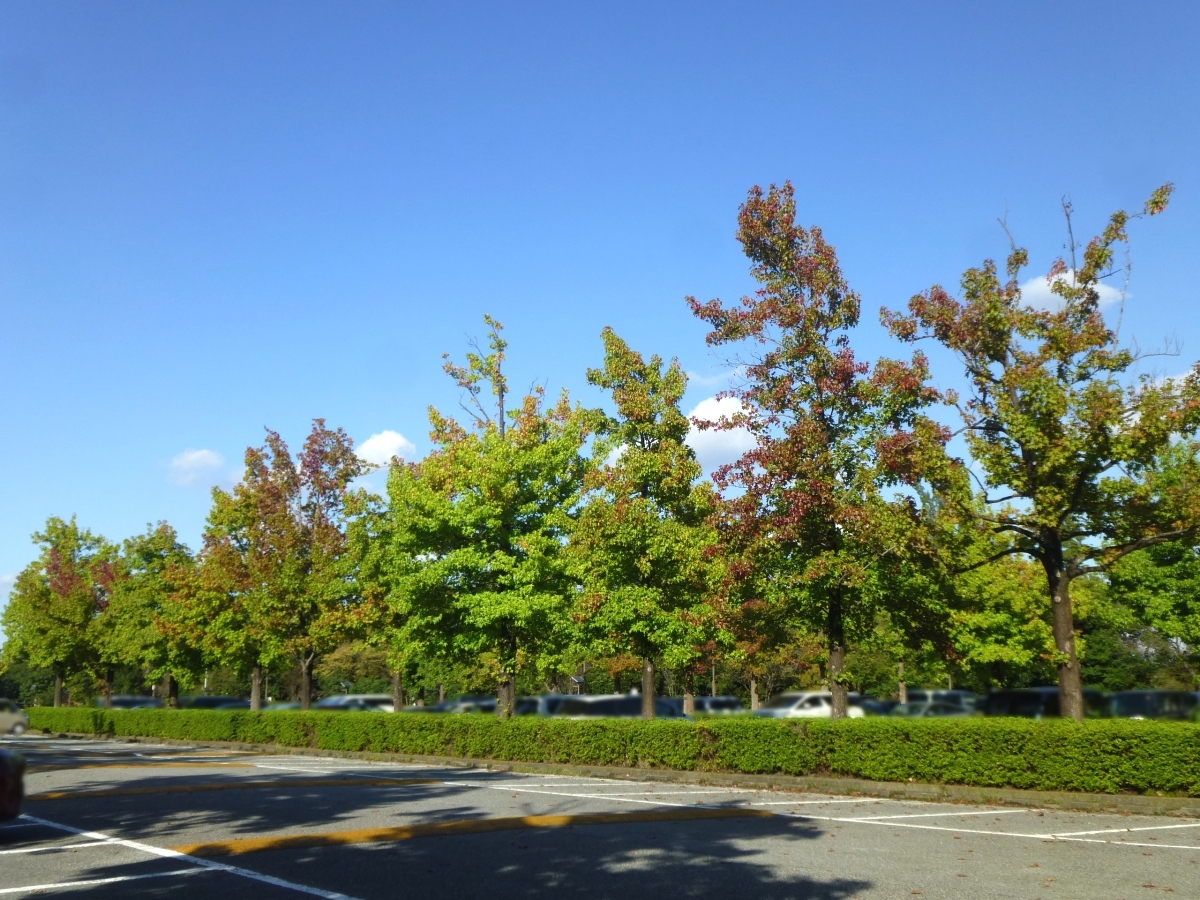 駐車場の列に沿って並ぶモミジバフウの木々
