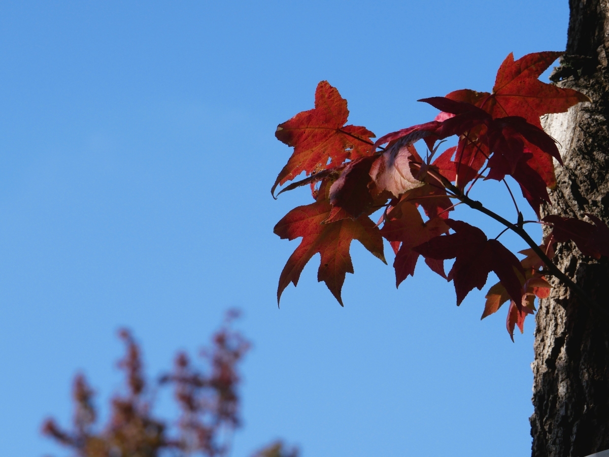 幹の低い部分に付く葉が赤色になっています。