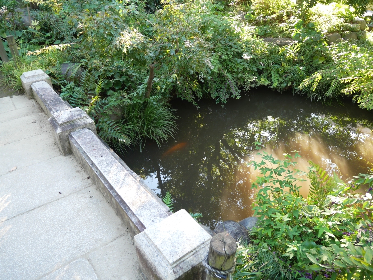 石橋から池を覗くと、鯉が泳いでいます。