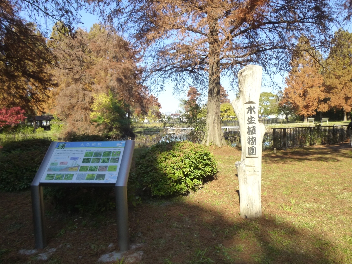 木でできた「水生植物園」の看板