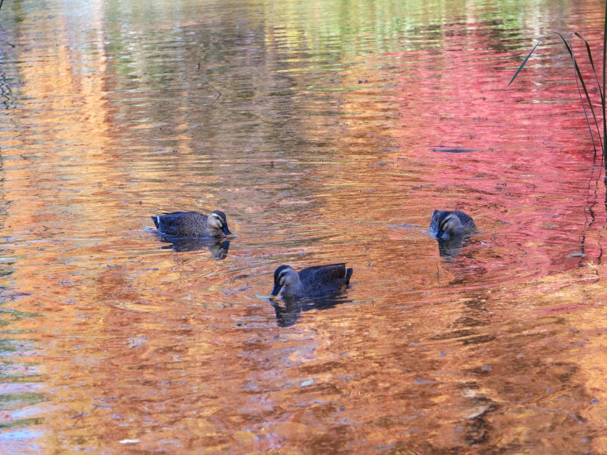 紅葉を映す池で泳ぐカルガモの群れ