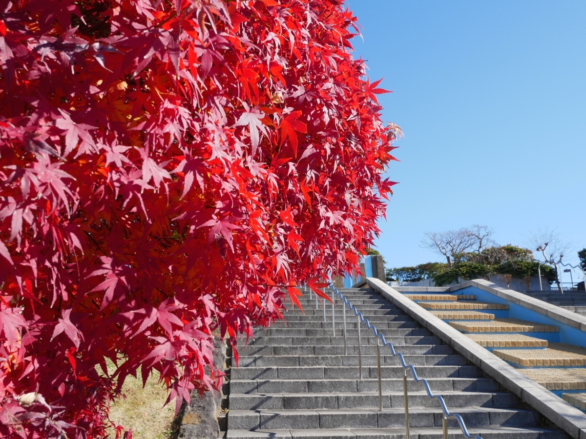 夏季には水が流れる公園入口の階段。今は紅葉が彩っています