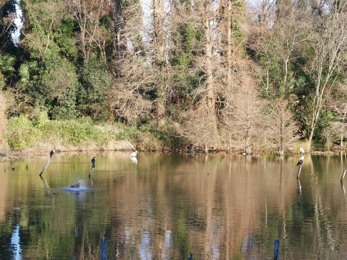 窓の外に広がる池では、サギやウがあちこちで羽を休めています。