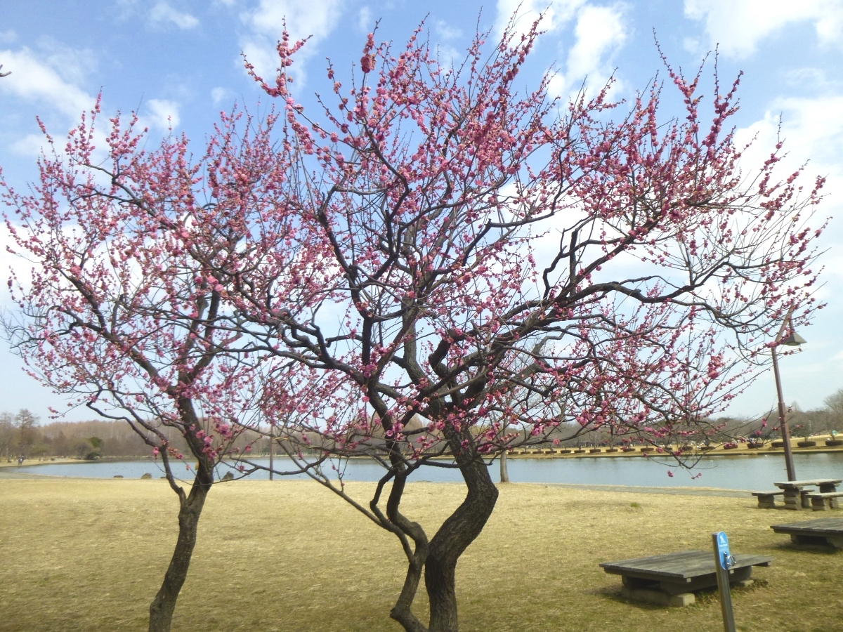 「涼亭」の横に立つ紅梅の木