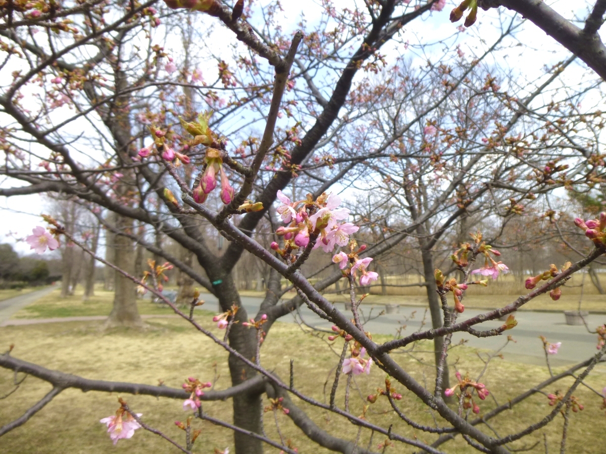 駐車場の近くに立つ寒桜の木
