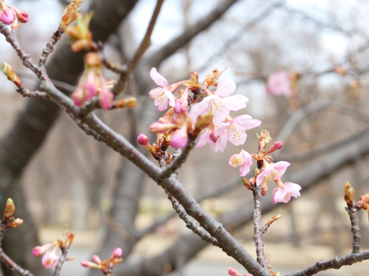 繊細な花びらが美しい寒桜の花