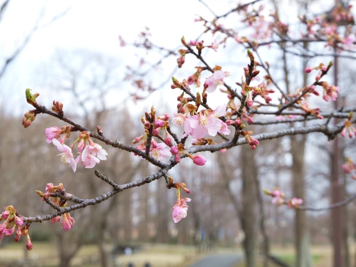 駐車場の北端付近に咲く寒桜