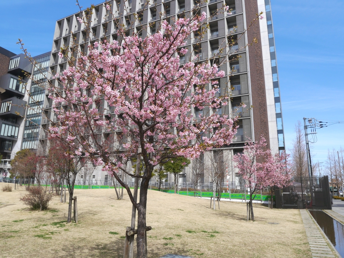東京理科大学の建物を背景にして咲く河津桜