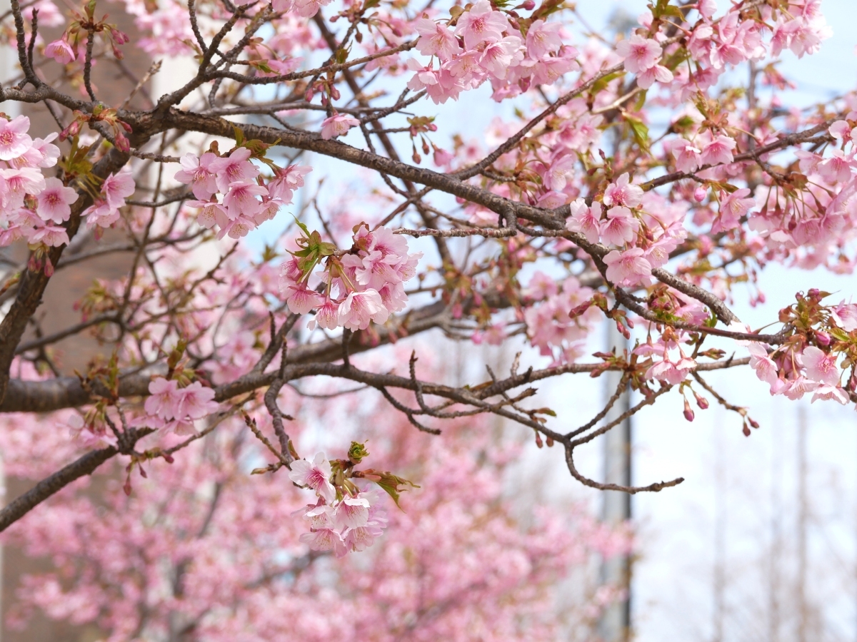 ピンクに染まる河津桜の木々