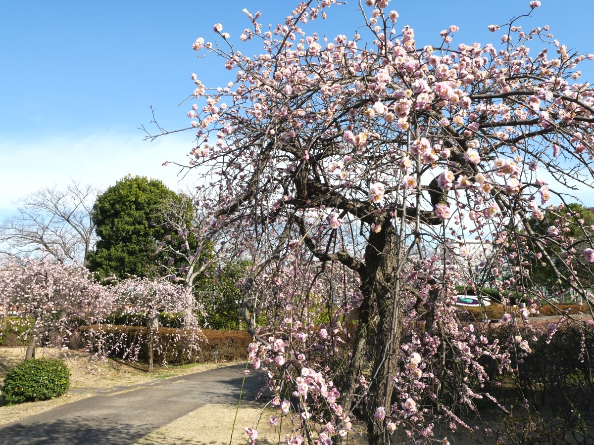 枝いっぱいに咲くピンクの花