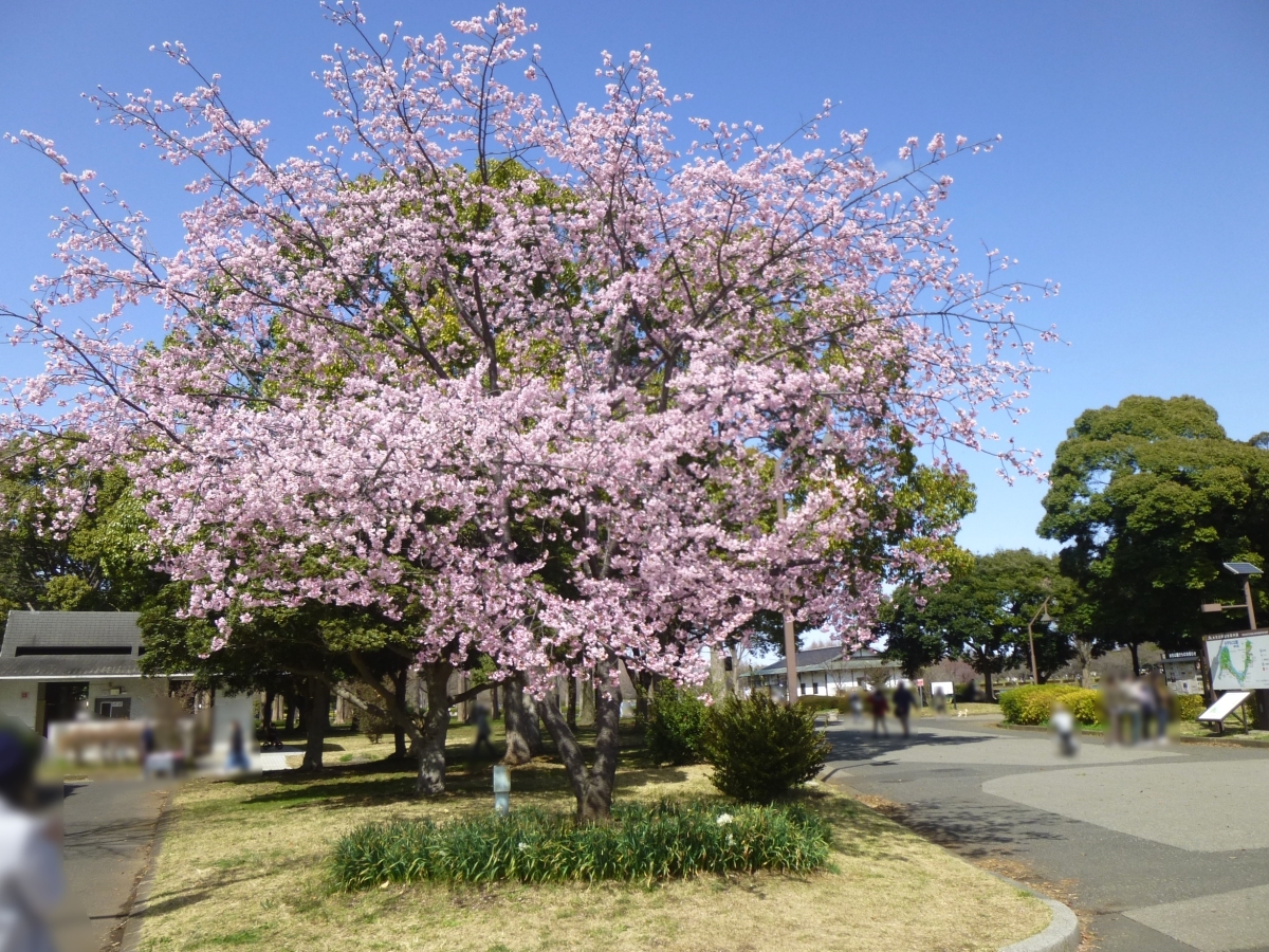 噴水広場の近くの大寒桜