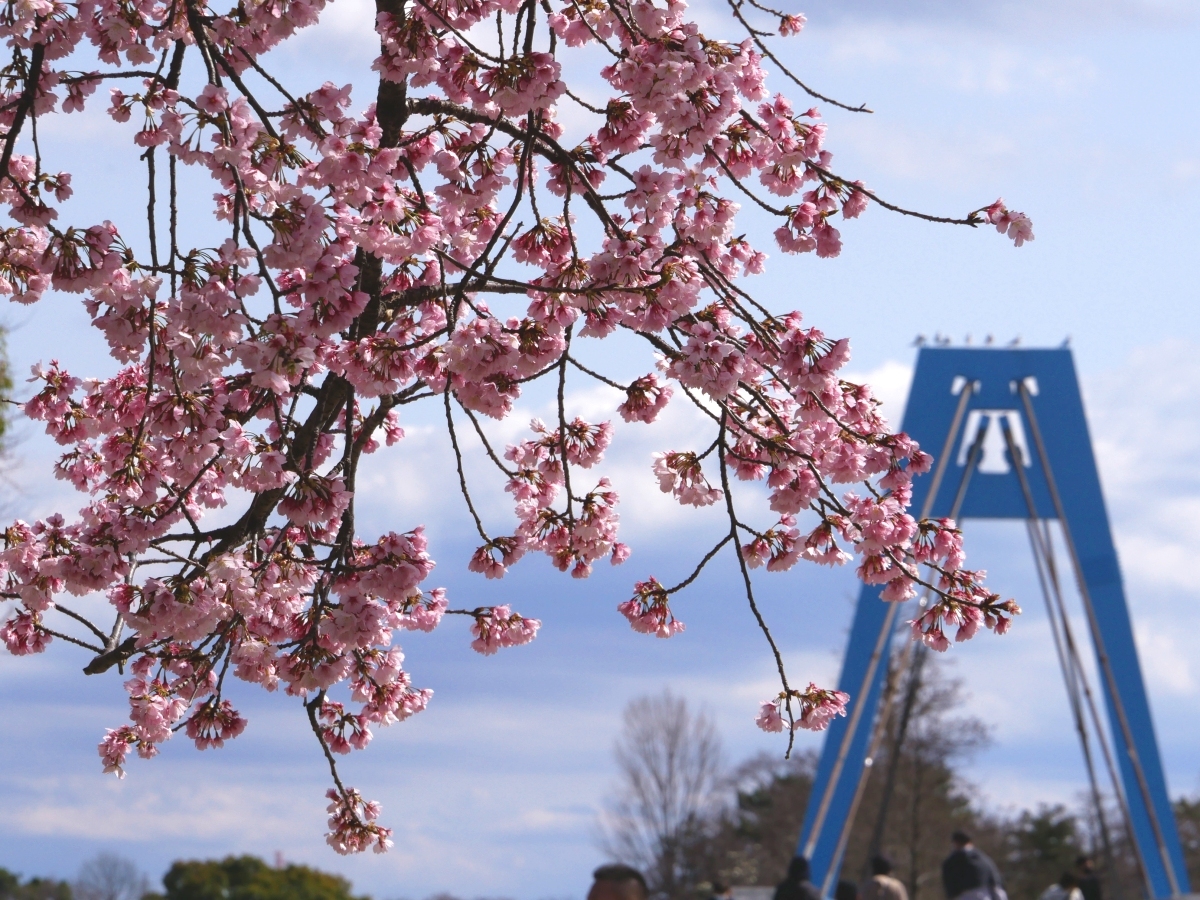 満開の大寒桜と水元大橋の主塔