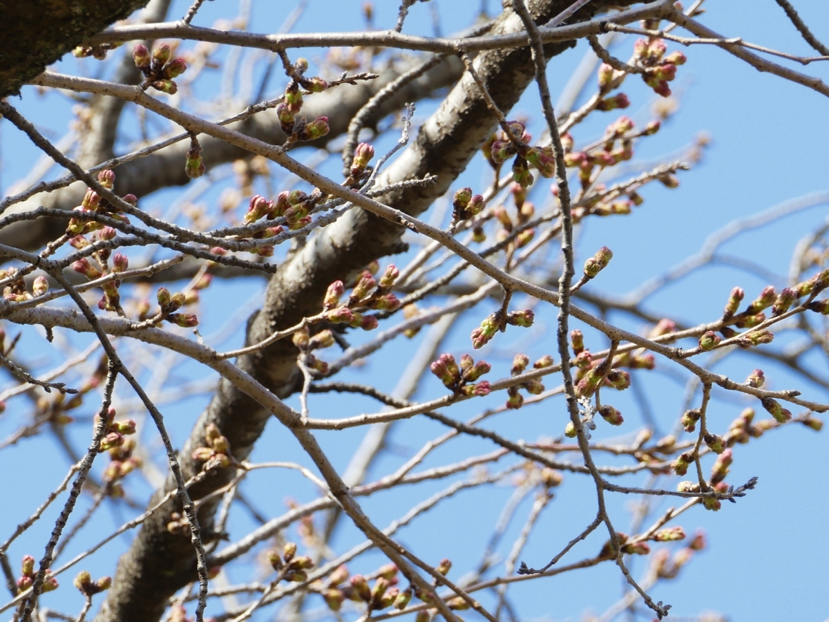 薄ピンクの花びらが覗くソメイヨシノの枝