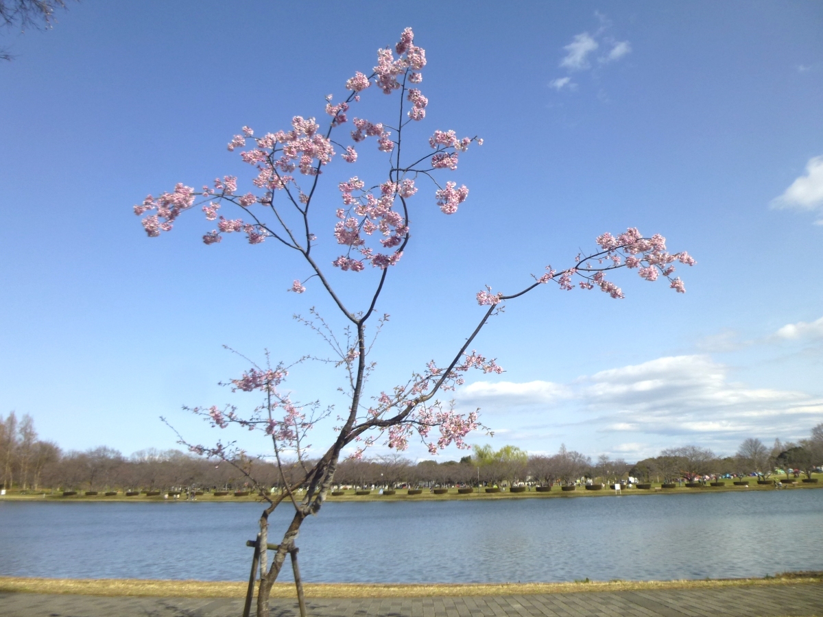 サービスセンターの近く、小合溜の岸辺に咲く大寒桜