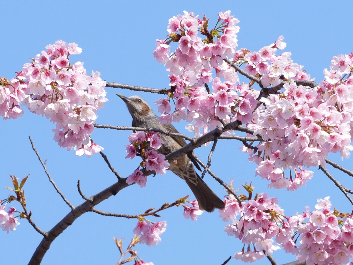 大寒桜の密を吸いに飛んできたヒヨドリ