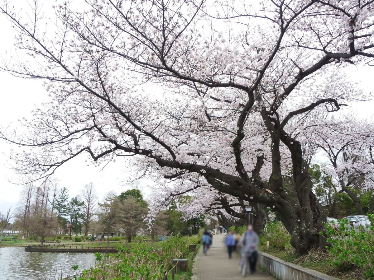 桜と水景色を楽しめる遊歩道の一角