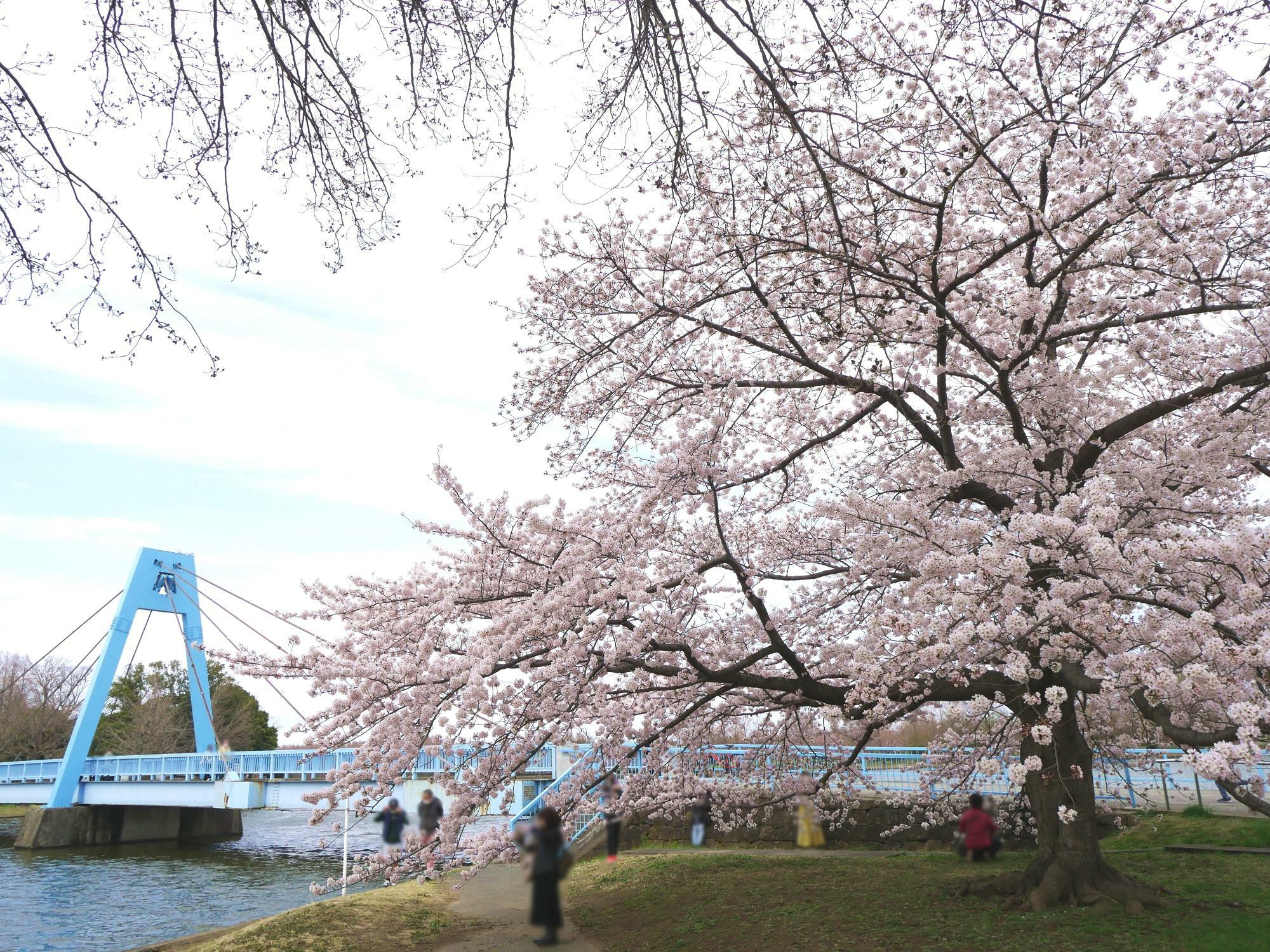 来園客の人気を集める水元大橋の脇に立つソメイヨシノ