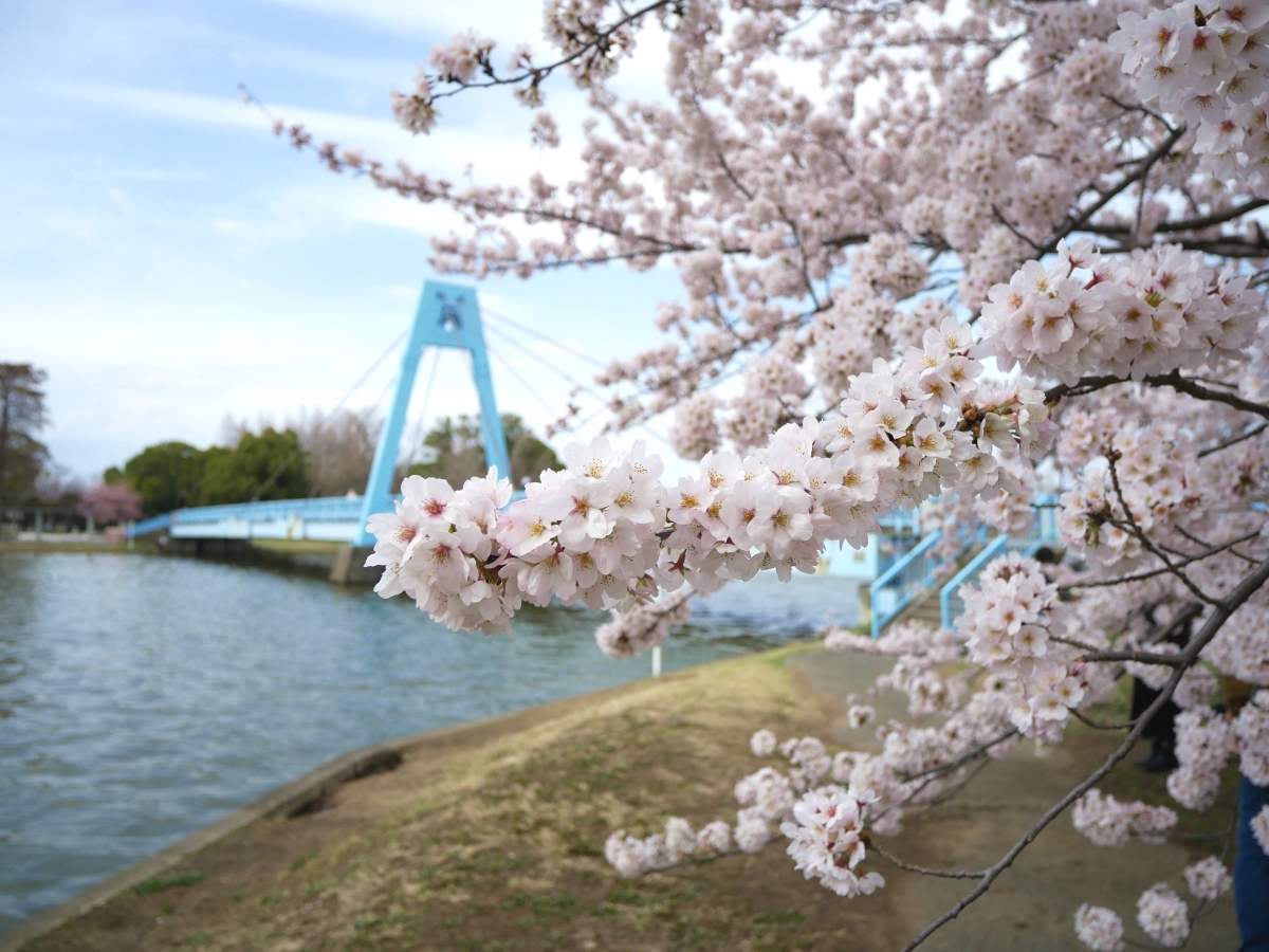 桜の時期の水元公園といえば、この景色