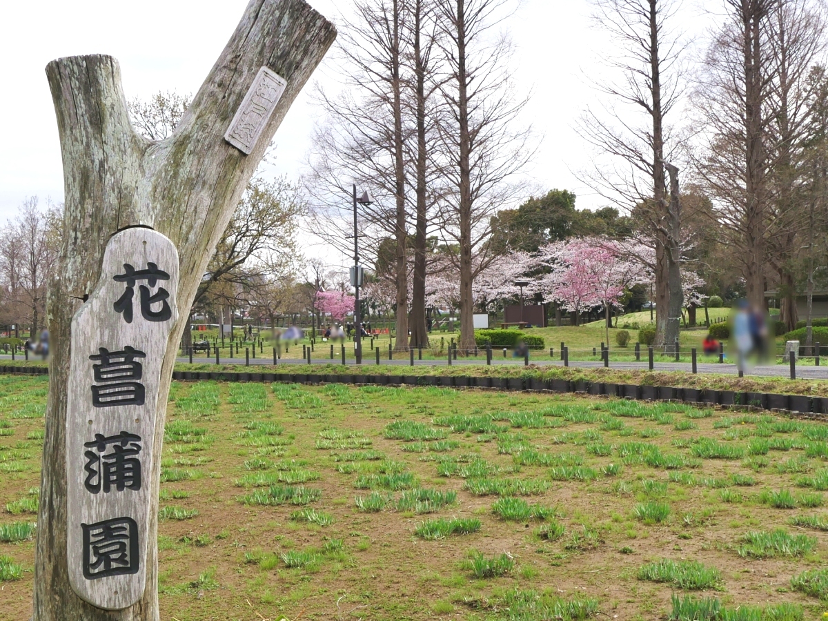 花菖蒲園の標識の向こうに桜の一角が…