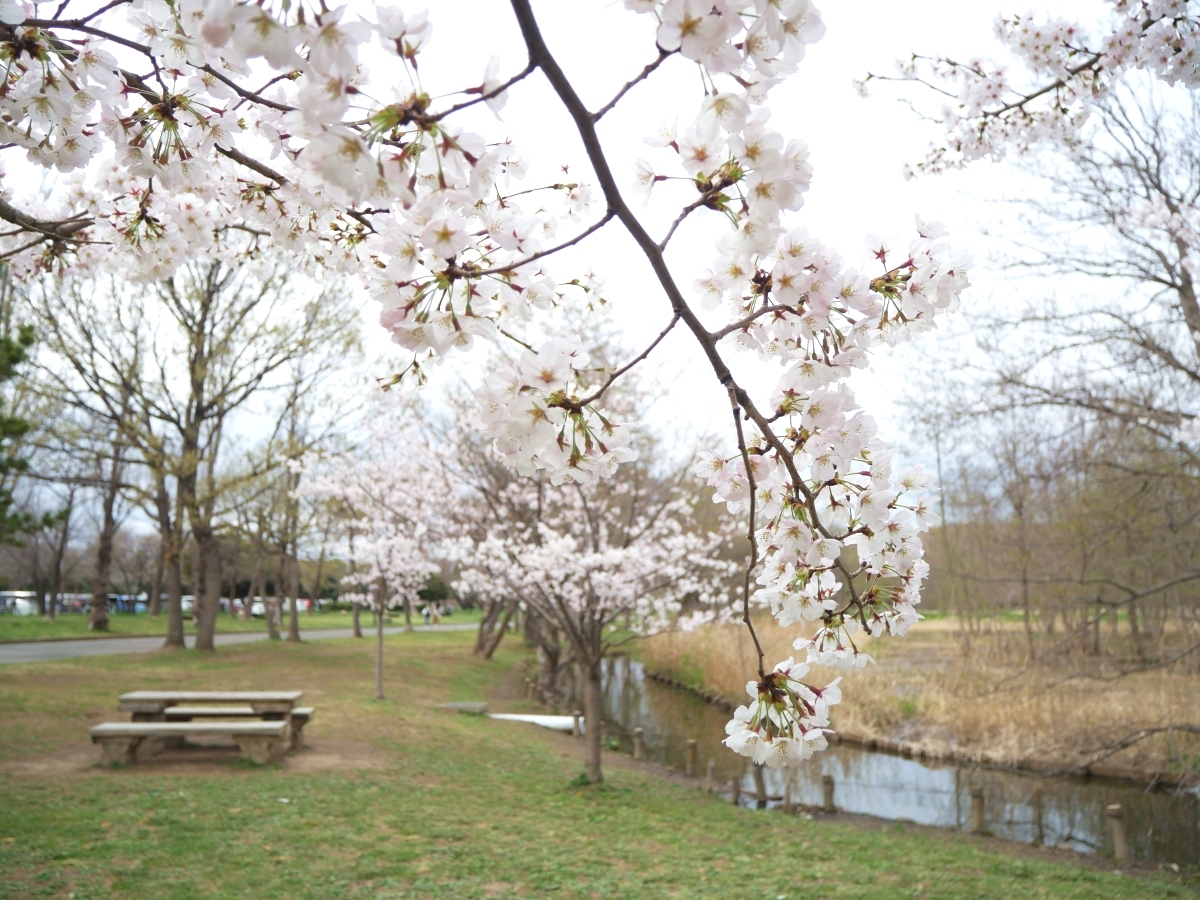 ポプラ並木付近の水路と桜。テーブルやベンチもあります。