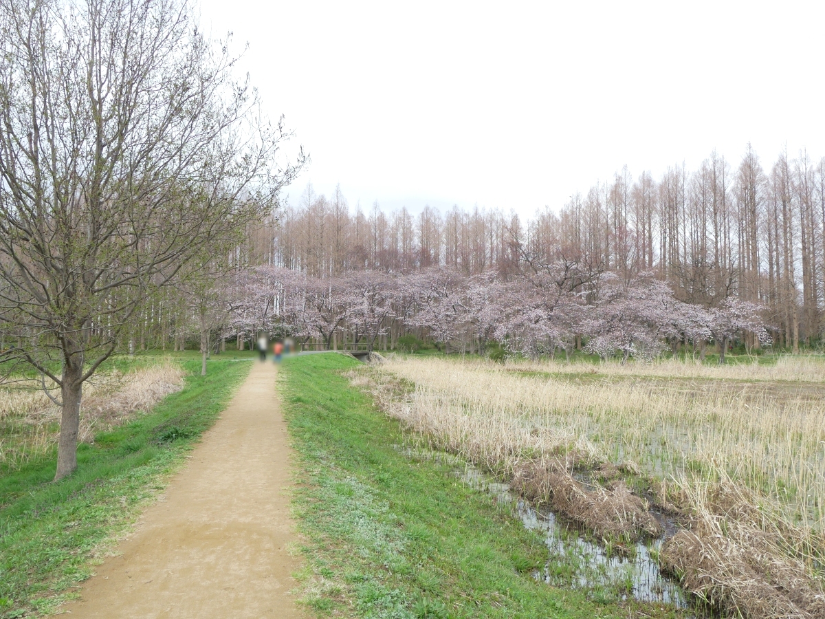 メタセコイアの木々を背にした桜並木