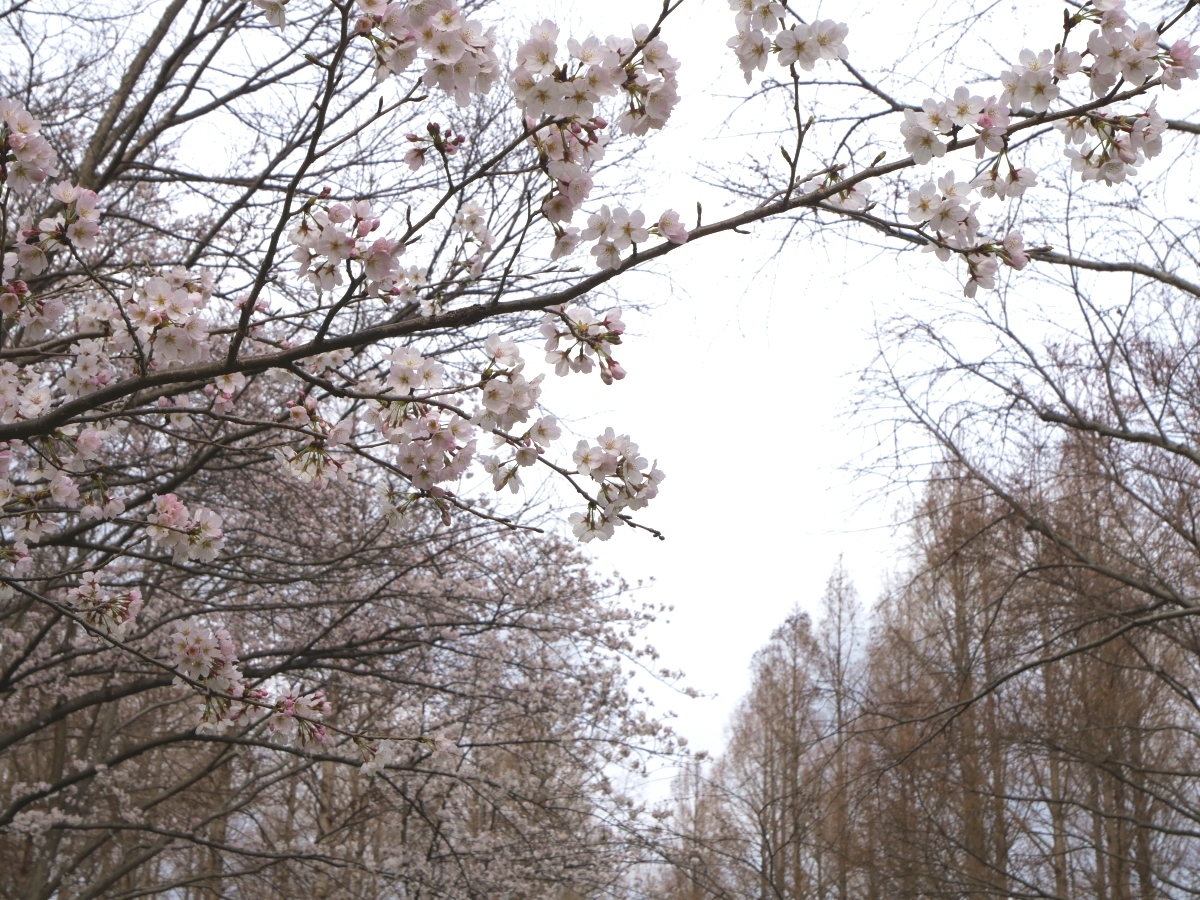 ふんわりした桜と円錐形のメタセコイアが対照的