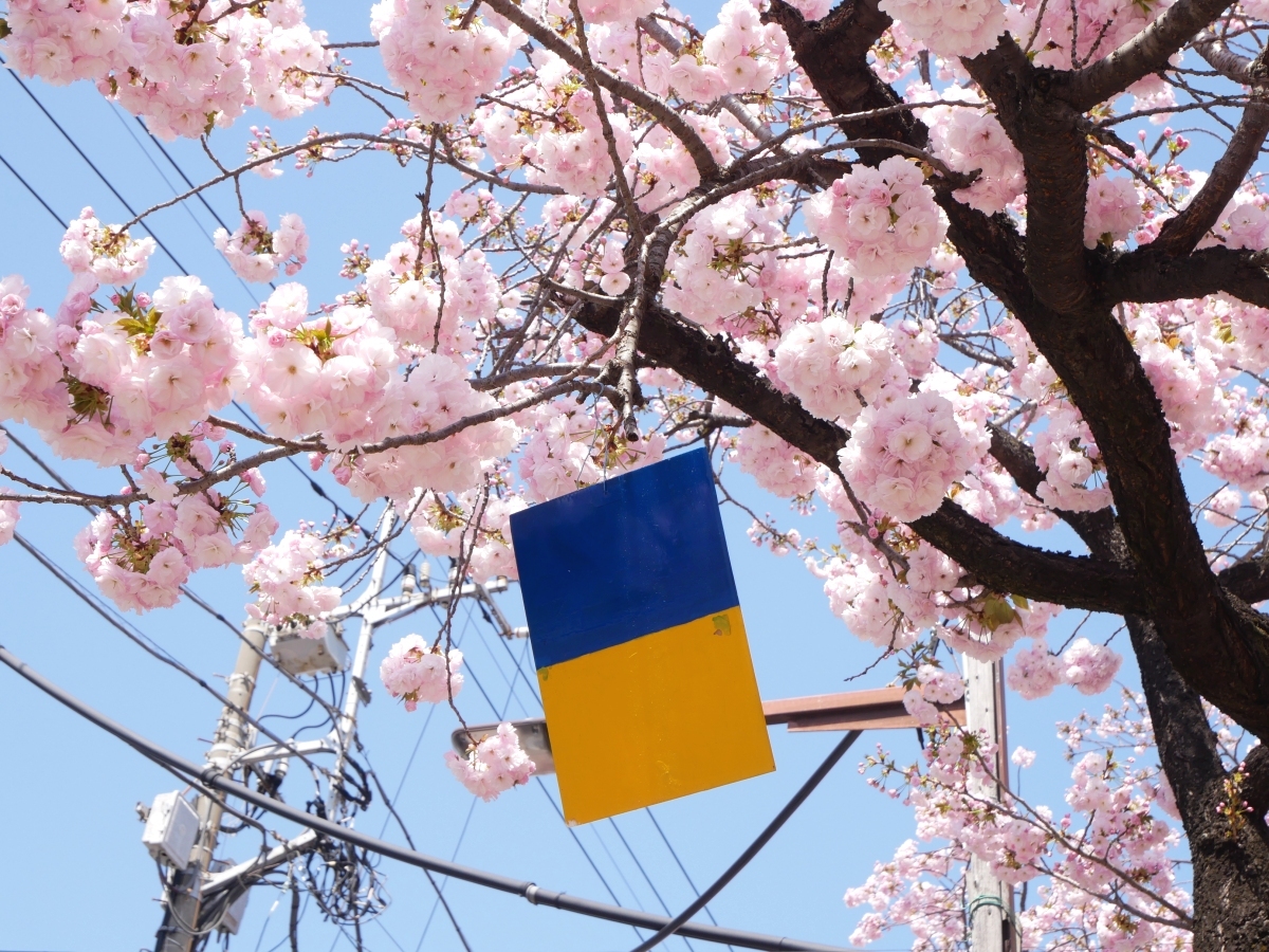 ウクライナカラーの旗があちこちに下がる桜並木