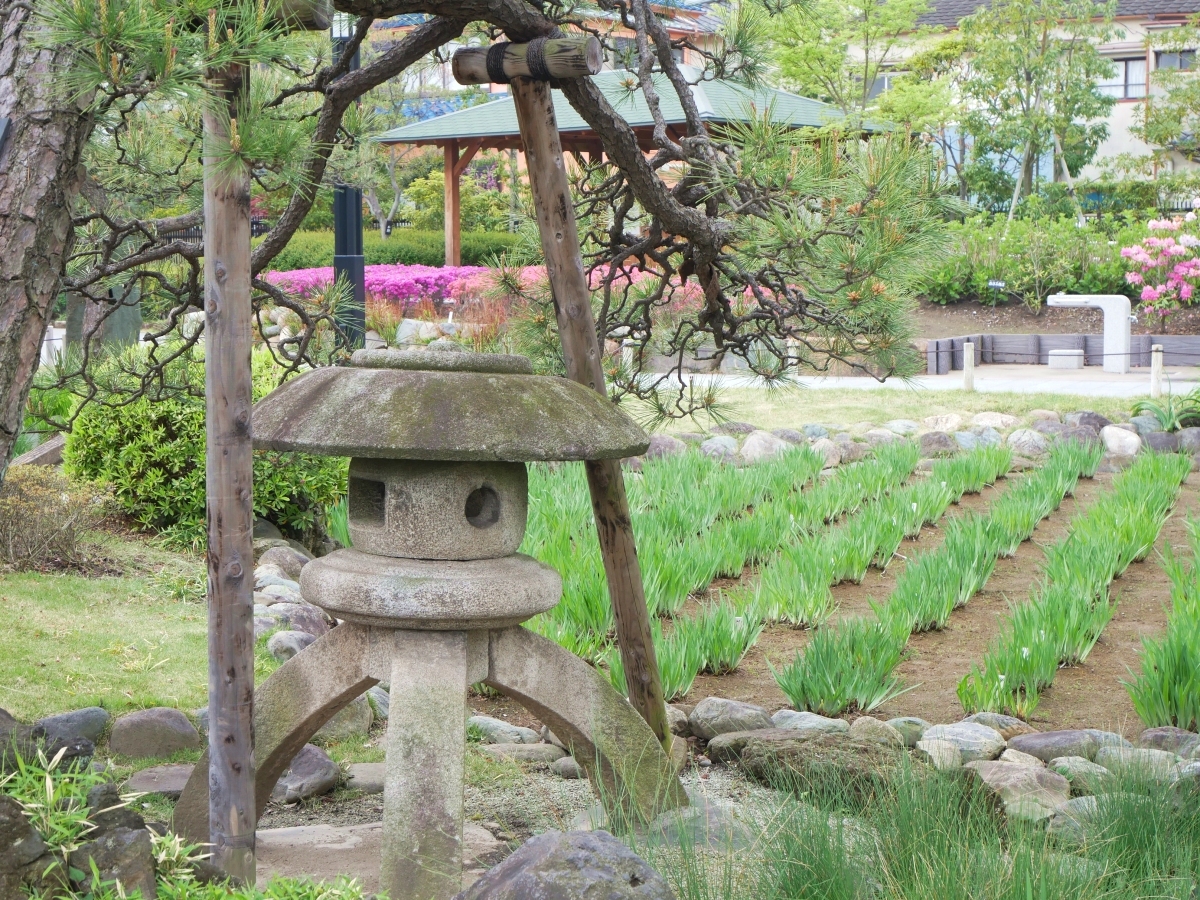 菖蒲田と風情のある石灯篭