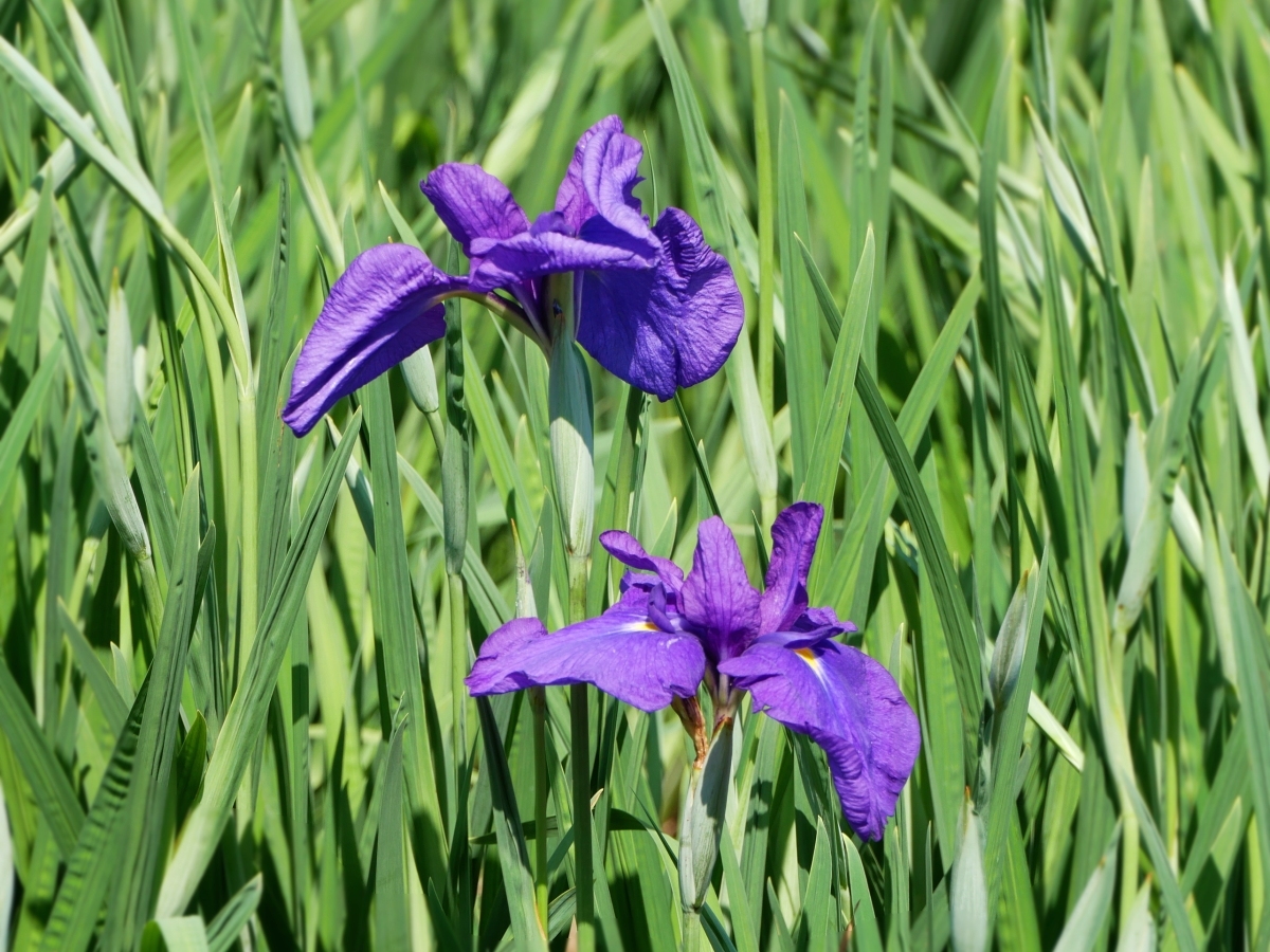 2号田の紫色の花菖蒲