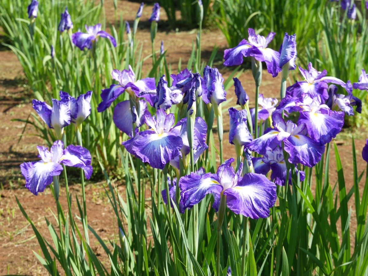 青紫と白の配色が鮮烈