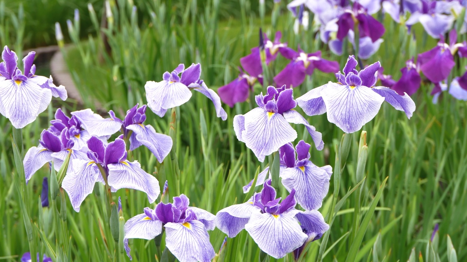 葛飾区】花菖蒲が見頃！「堀切菖蒲園」で様々な色の艶やかな花菖蒲が