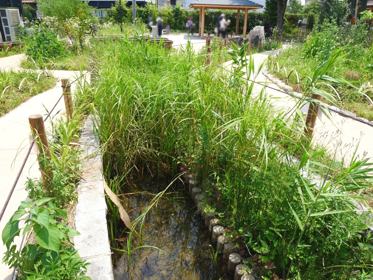 細長い池が伸びる野草園の水辺ゾーン